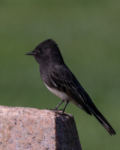 Black Phoebe
