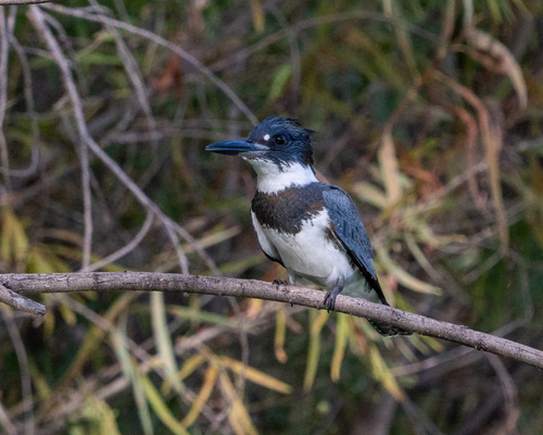 Belted Kingfisher