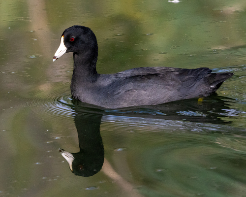 American Coot