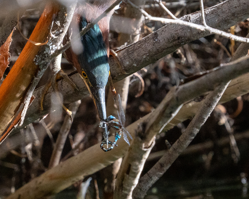 Green Heron