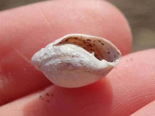 Two-toothed Marsh Snail