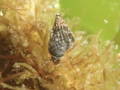 Bittiolum alternatum observed 2026-09-24