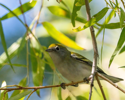 Chestnut-sided Warbler