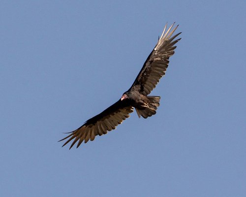 Turkey Vulture