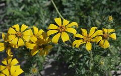 Engelmannia peristenia