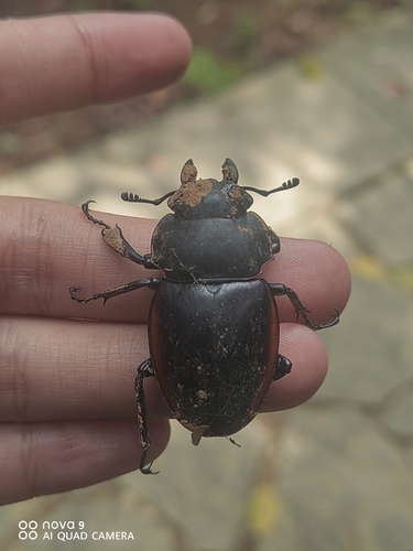 Odontolabis cuvera sinensis