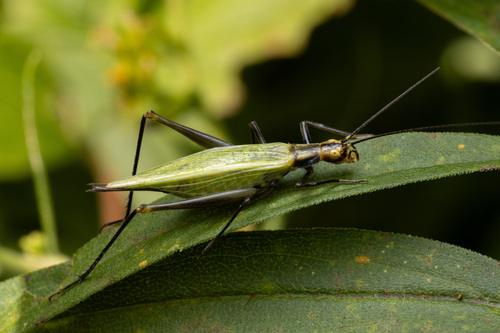 Black-horned Tree Cricket