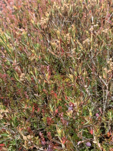 Western Bog Laurel