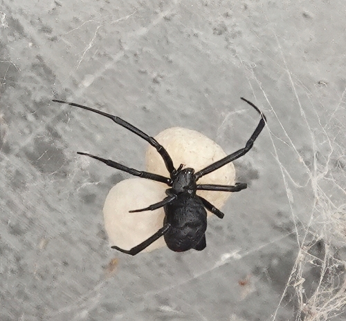 Western Black Widow