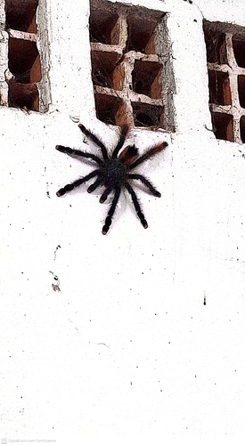 Pinktoe Tarantula
