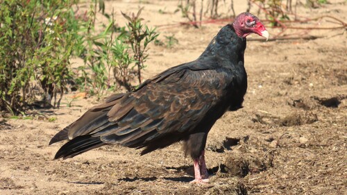 Turkey Vulture
