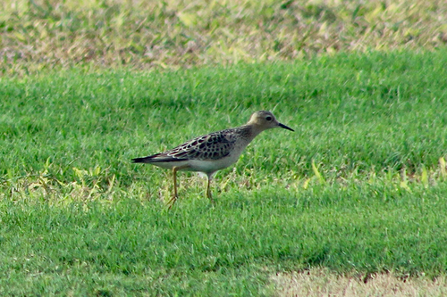 Buff-breasted Sandpiper