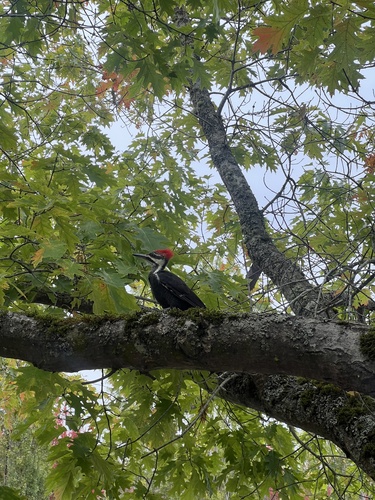 Pileated Woodpecker