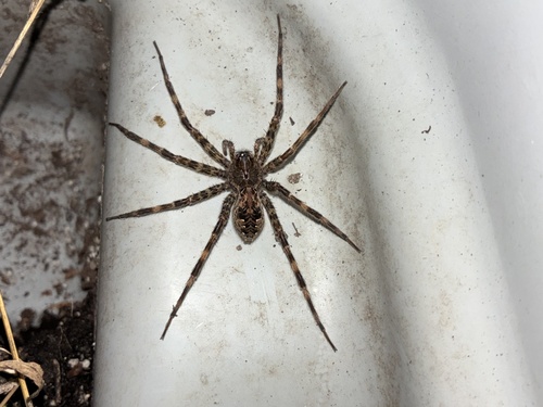 Dark Fishing Spider