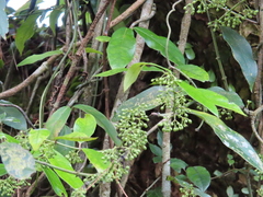 Gardneria multiflora