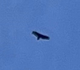 Turkey Vulture