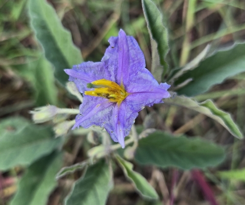 Solanum elaeagnifolium, photograph 6