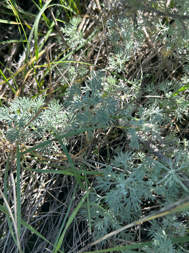 Artemisia frigida, photograph 2