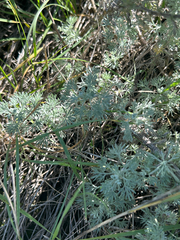 Artemisia frigida, photograph author not stated, no rights reserved