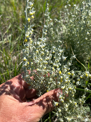 Artemisia frigida