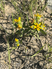 Grindelia squarrosa, photograph author not stated, no rights reserved