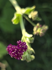 Boerhavia coccinea, photograph (c) Nicole, some rights reserved (CC BY)