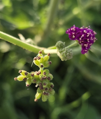 Boerhavia coccinea, photograph 5