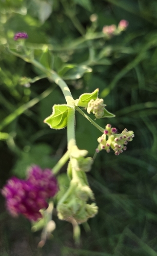 Boerhavia coccinea, photograph 6