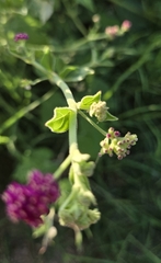 Boerhavia coccinea, photograph (c) Nicole, some rights reserved (CC BY)