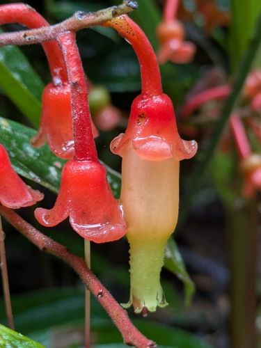 Psammisia ecuadorensis, 2025-10-30