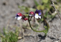 Nemesia affinis