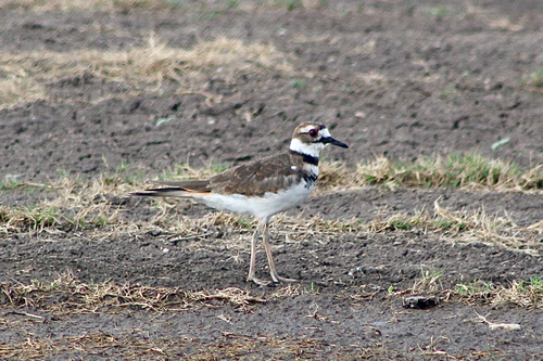 Killdeer