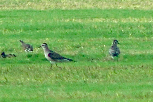 American Golden-Plover