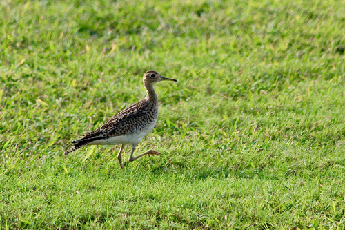 Upland Sandpiper