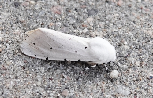 Salt Marsh Moth