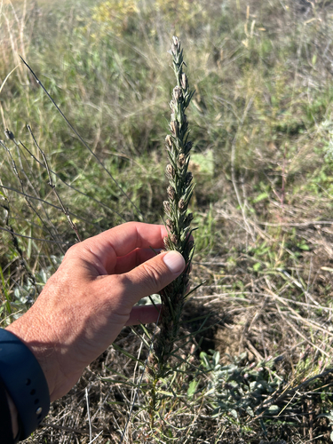 Liatris punctata, photograph 2