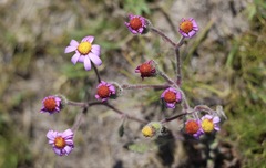 Senecio arenarius