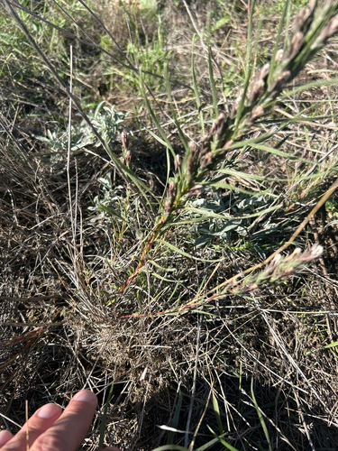 Liatris punctata, photograph 3