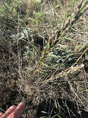 author not stated, no rights reserved Liatris punctata, photograph author not stated, no rights reserved