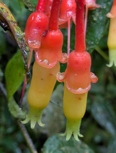 Psammisia ecuadorensis, 2025-10-30