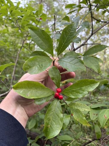 Smooth Winterberry