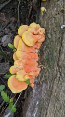 Laetiporus sulphureus