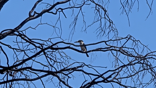 Sacred Kingfisher