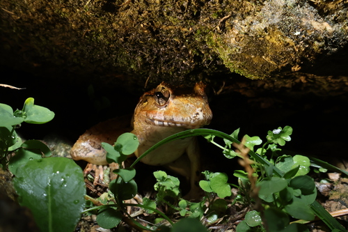 Malesian Frog
