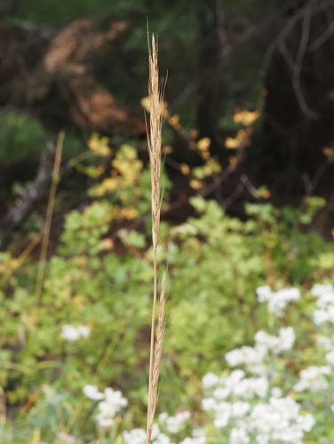 Elymus glaucus observed 2026-09-24
