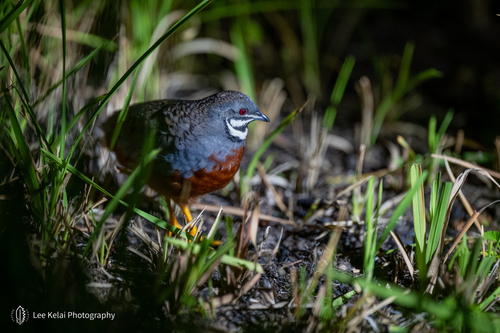 Synoicus chinensis observed 2026-08-18
