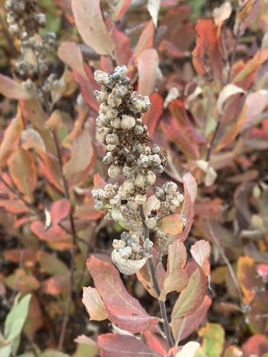 Eriophyes paraspiraeae
