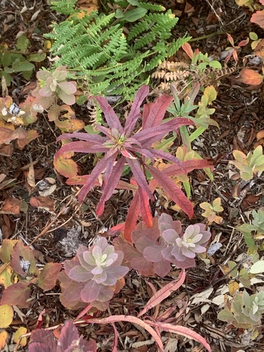 fireweed