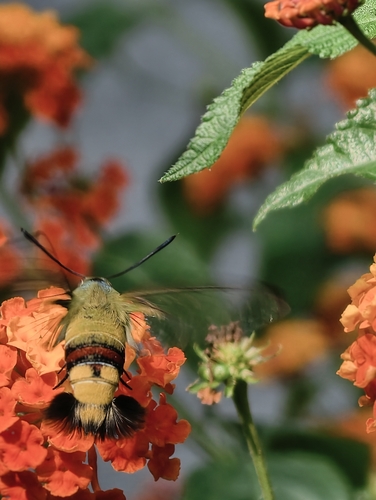 Pellucid Hawkmoth