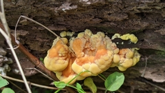 Laetiporus sulphureus